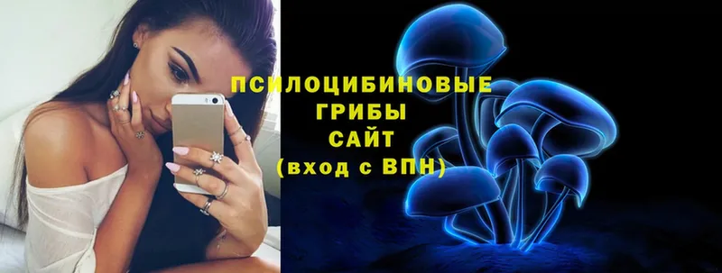 Псилоцибиновые грибы Cubensis  MEGA вход  Новокубанск 